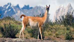 Vicuna